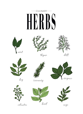 Kulinariske urter plakat