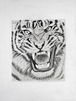 Tigre en colère