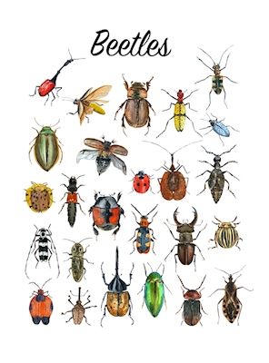 Beetles Poster