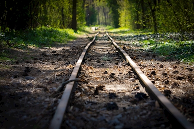 Trilhos ferroviários na floresta
