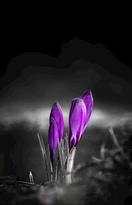 Crocus violets 