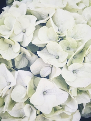 Białe kwiaty 