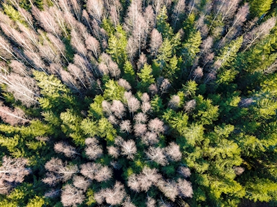 Småland's forest from above