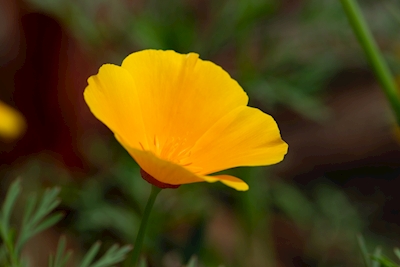 Smuk gul blomst