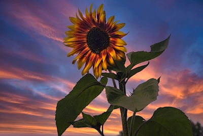 Sonnenblume im Sonnenuntergang