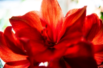 Květina v červené barvě