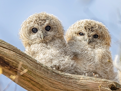 Tawny Owl cubs