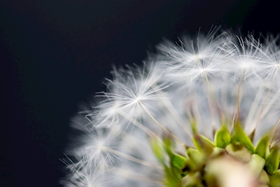 Dreamy dandelion in close-up