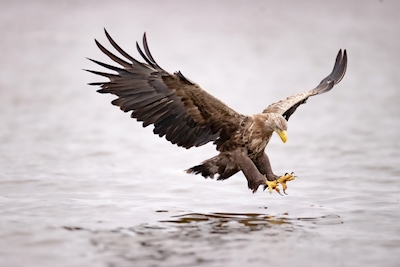 White-tailed Eagle over water