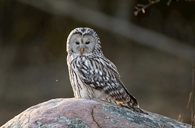 Ural Owl on rock