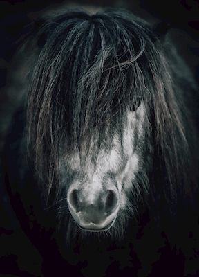 Porträtt ponny i kvällsljus