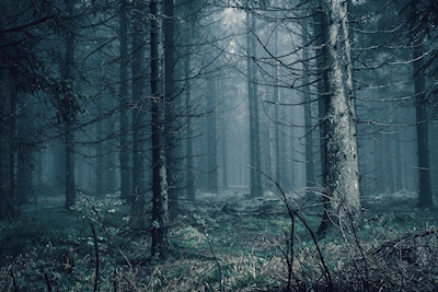 Nebbia nella foresta