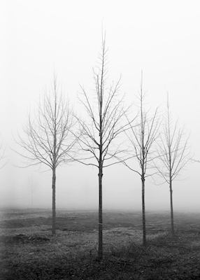 Nursery-garden in fog