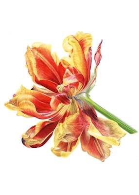 Więdnący tulipan