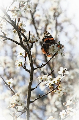 Sommerfugl i blomst