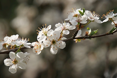 apple blossom branch
