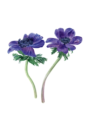 Purple dancing Anemones