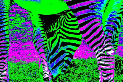 zebra crossing 