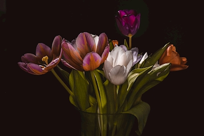 Piękny bukiet tulipanów