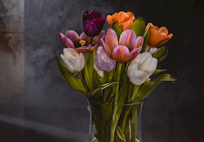 Dans le brouillard un bouquet de tulipes
