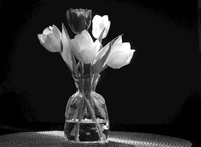 Ein herrliches Bouquet von Tulpen