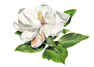 valkoinen magnolia