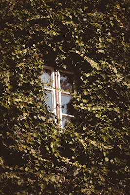 La fenêtre envahie par la végétation