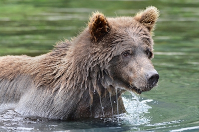 Bruine beer in het water