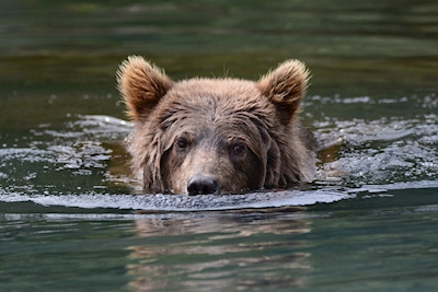 Portrait swimming brown bear
