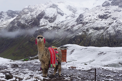 Alpaca Rainbow Mountain Peru