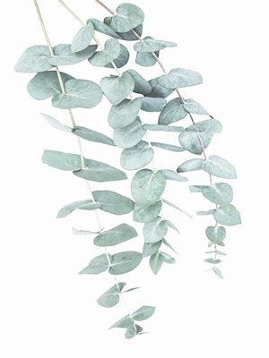 Eucalyptus II