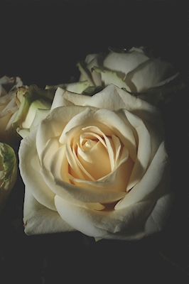 Bílá růže