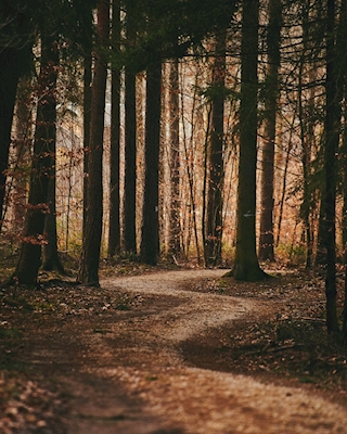 Sentiero attraverso il bosco