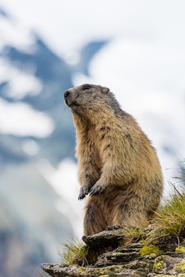 Marmottes dans les montagnes