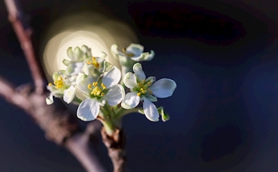 Ramita de manzana en flor