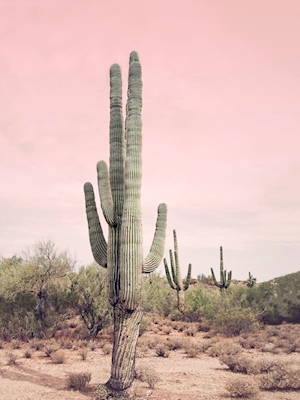 Cactus del desierto rubor