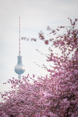 TV Tower at Cherry Blossom