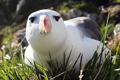 Svartbrynad albatros 1