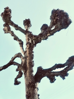 The poplartree on Sølvgade