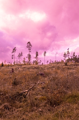 The pink forest