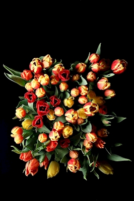 bouquet of triumphant tulips #