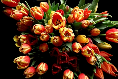 bouquet triumphant tulips #2