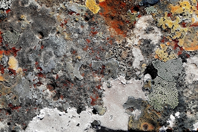 Lichens colorés