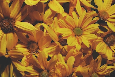 Solrige blomster 