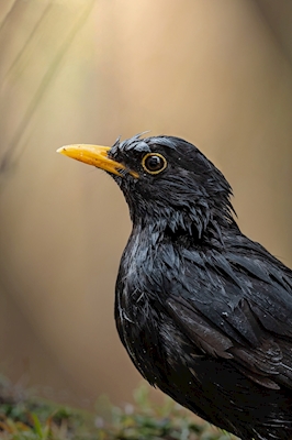 The soaked blackbird