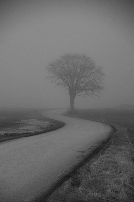 Tree in mist