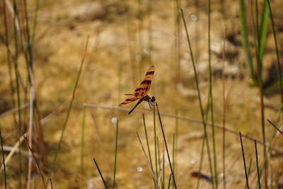 Libelle im Sumpf