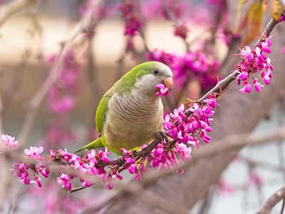 Papagei im Frühling