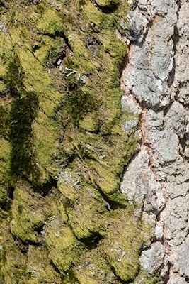 Birch bark with moss