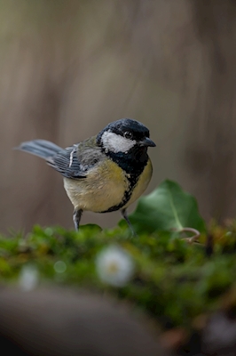 Great tit in the mood